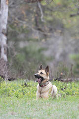 Naklejka premium German Shepherd Dog listening to Commands 