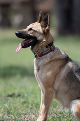 German Shepherd Dog listening to Commands 