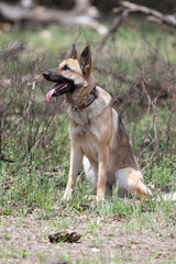 German Shepherd Dog listening to Commands 