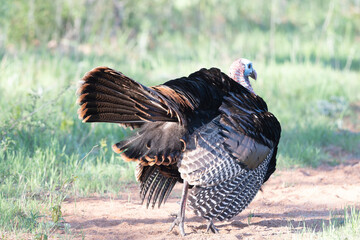 Wild Turkey in the Wichita Mountains