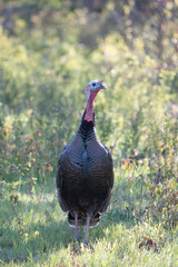Wild Turkey in the Wichita Mountains