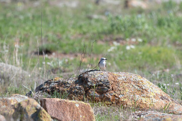 Scissor Tailed Flycatcher in the Wichita Mountains 