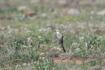 Scissor Tailed Flycatcher in the Wichita Mountains 