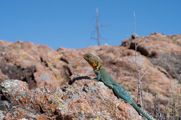 Eastern Collared Lizard in the Wichita Mountains 