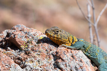 Eastern Collared Lizard in the Wichita Mountains 