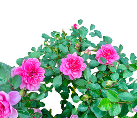 花園バラ園rose garden