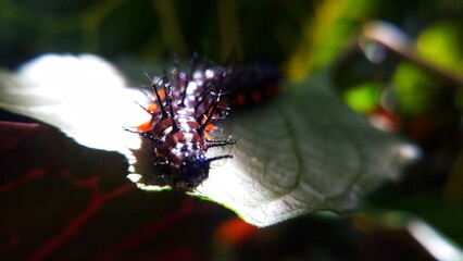 Caterpillar on the green leaf 