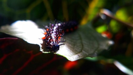 Caterpillar eating on leaf