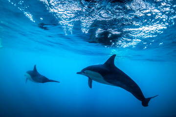 Obraz premium A graceful pod of common dolphins glides through the clear, blue waters off the coast of New South Wales, Australia, showcasing the harmony of ocean life.