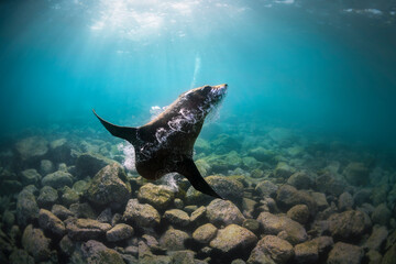 A playful fur seal captured mid-motion as it glides effortlessly through crystal-clear waters off the coast of Narooma, Australia.