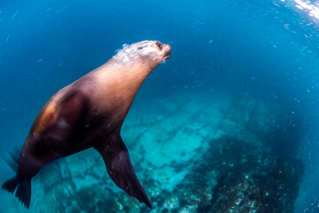 Obraz premium A playful fur seal captured mid-motion as it glides effortlessly through crystal-clear waters off the coast of Narooma, Australia.