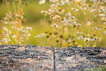 wooden rough background table and blurred natural background in the background with blooming daisies in a sunny field. the basis for your ideas.