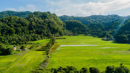 Panoramic aerial drone view of green paddy crops at Kampung Wai, Perlis, Malaysia