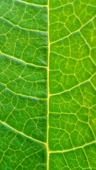 green leaf texture
