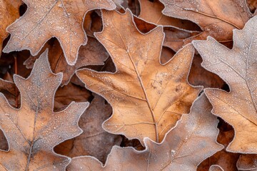 Naklejka premium Frost forming intricate patterns on fallen oak leaves in winter
