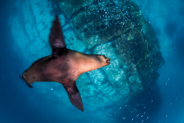 A playful fur seal captured mid-motion as it glides effortlessly through crystal-clear waters off...