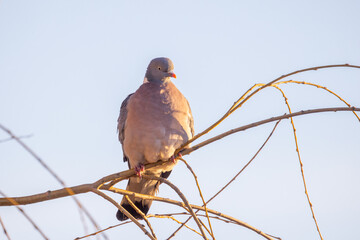 A serene and tranquil pigeon quietly resting on a branch bathed in beautiful natural light during the day