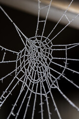 A detailed close-up of a spider web, glistening with dew in soft light, showcasing nature's artistry.