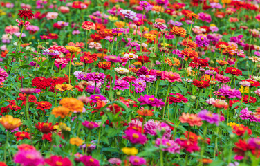 An outdoor flower garden with zinnias of various colors blooming. Zinnia elegans, Common Zinnia dahlia Flowered, 