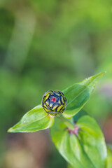 Close-up of zinnia flower buds found in an outdoor flower garden.