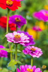 Zinnia found in an outdoor flower garden. Zinnia elegans, Common Zinnia dahlia Flowered
