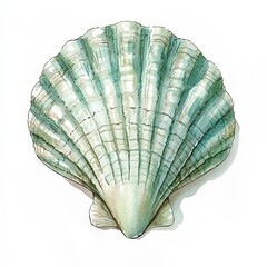 Detailed illustration of a beautiful scallop shell on a plain background showcasing intricate textures and colors