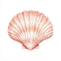 Detailed illustration of a pink scallop shell displaying natural texture and elegance