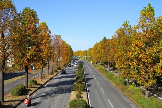 Suburban Street in Tsukuba, Japan, Lined with Poplar Trees in Vibrant Autumn Colors