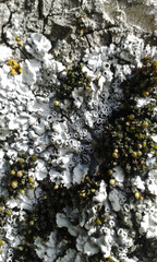 lichen on stone