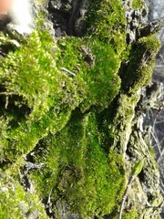 moss on the tree