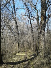 path in the woods