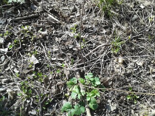 background of the fallen leaves