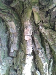 texture bark of a tree