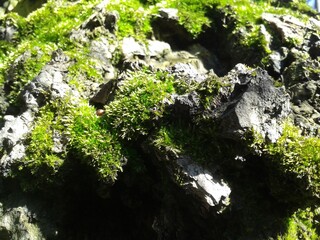 moss on stone