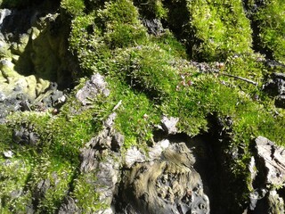 moss on the rocks