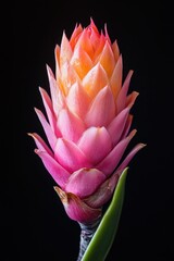 Pink Flower Close Up