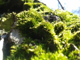 green moss on a tree
