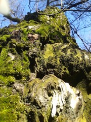 moss on tree bark
