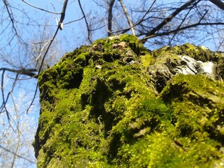 moss on tree bark
