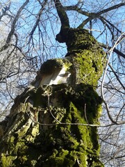 moss on tree bark