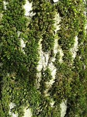 moss on tree bark
