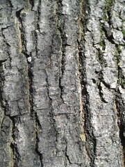 bark of a tree, texture
