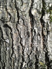 bark of a tree, texture
