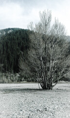 black and white landscape