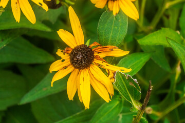 Like a burst of sunshine, yellow flowers bring warmth to any space they touch