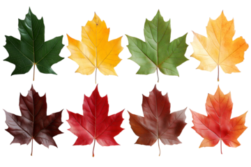 Set of colorful red and yellow maple leaves isolated on white, cut out transparent png.