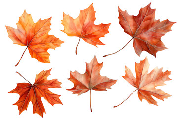 Fototapeta premium Set of colorful red and yellow maple leaves isolated on white, cut out transparent png.