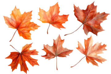 Set of colorful red and yellow maple leaves isolated on white, cut out transparent png.