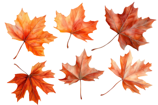 Set of colorful red and yellow maple leaves isolated on white, cut out transparent png.