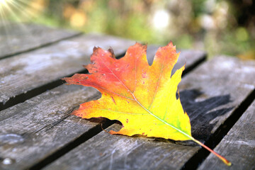 herbst blatt auf einem holzsteg